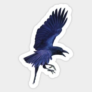 Raven in flight. Beautiful sheens of blue, purples and black. An understated bird. Bird lovers gift Sticker